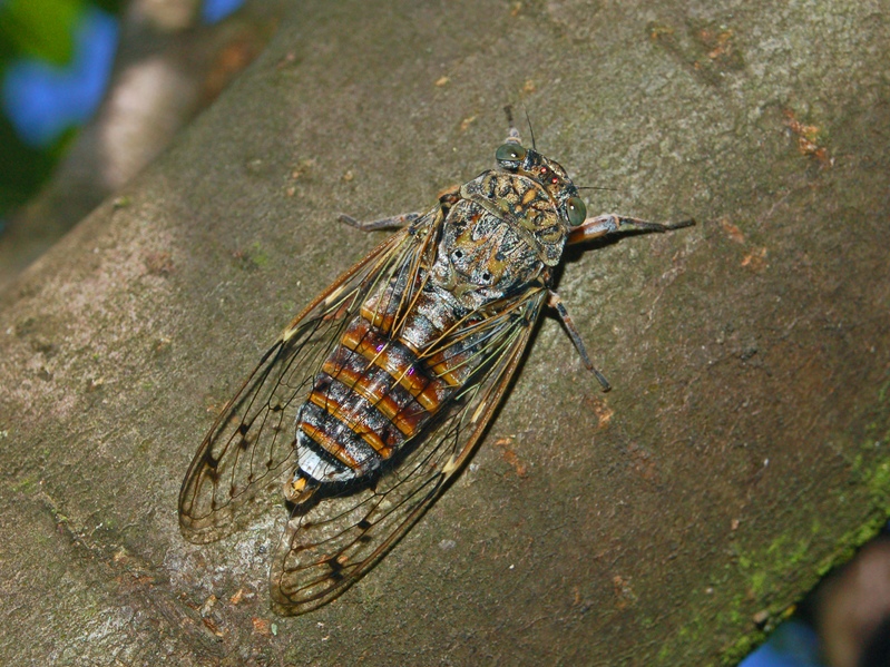 Bel cicalone, Cicada orni